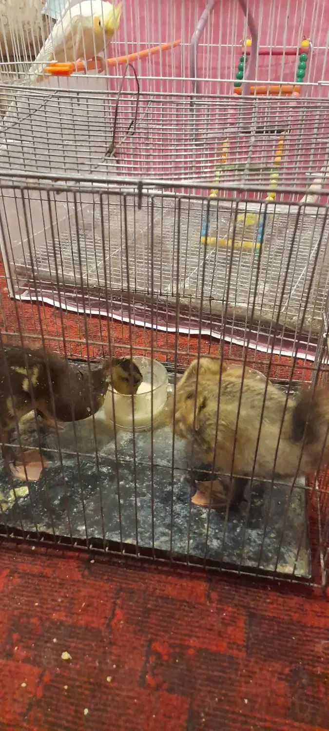 مرغابی|حیوانات مزرعه|تربتحیدریه, شهرک ولیعصر|دیوار