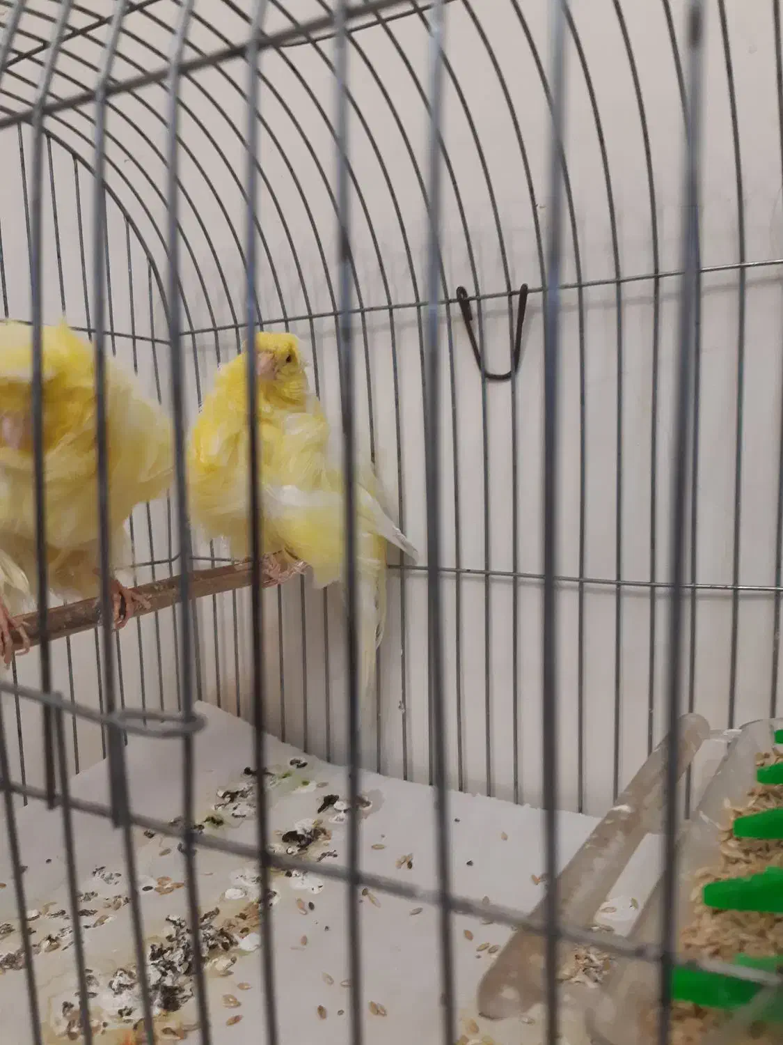 جفت قناری فر|پرنده|تهران, حشمتیه|دیوار