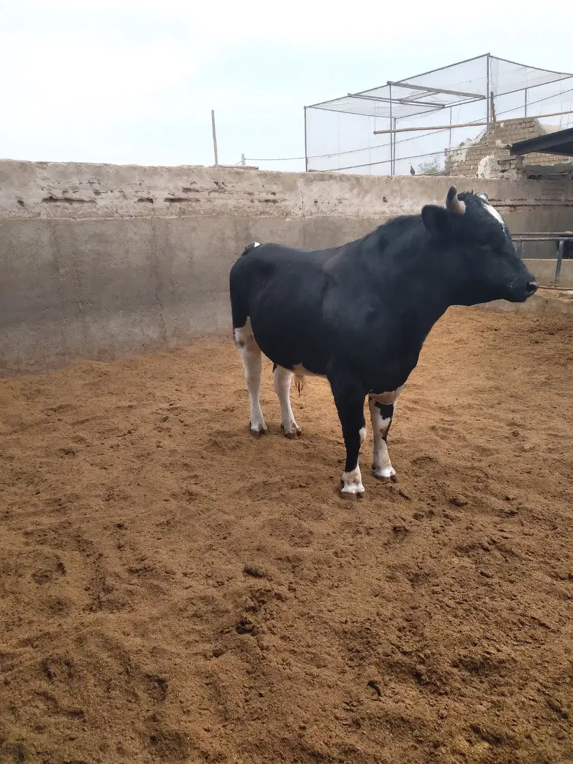 گوساله نرچاق|حیوانات مزرعه|کاشان, مشکات|دیوار