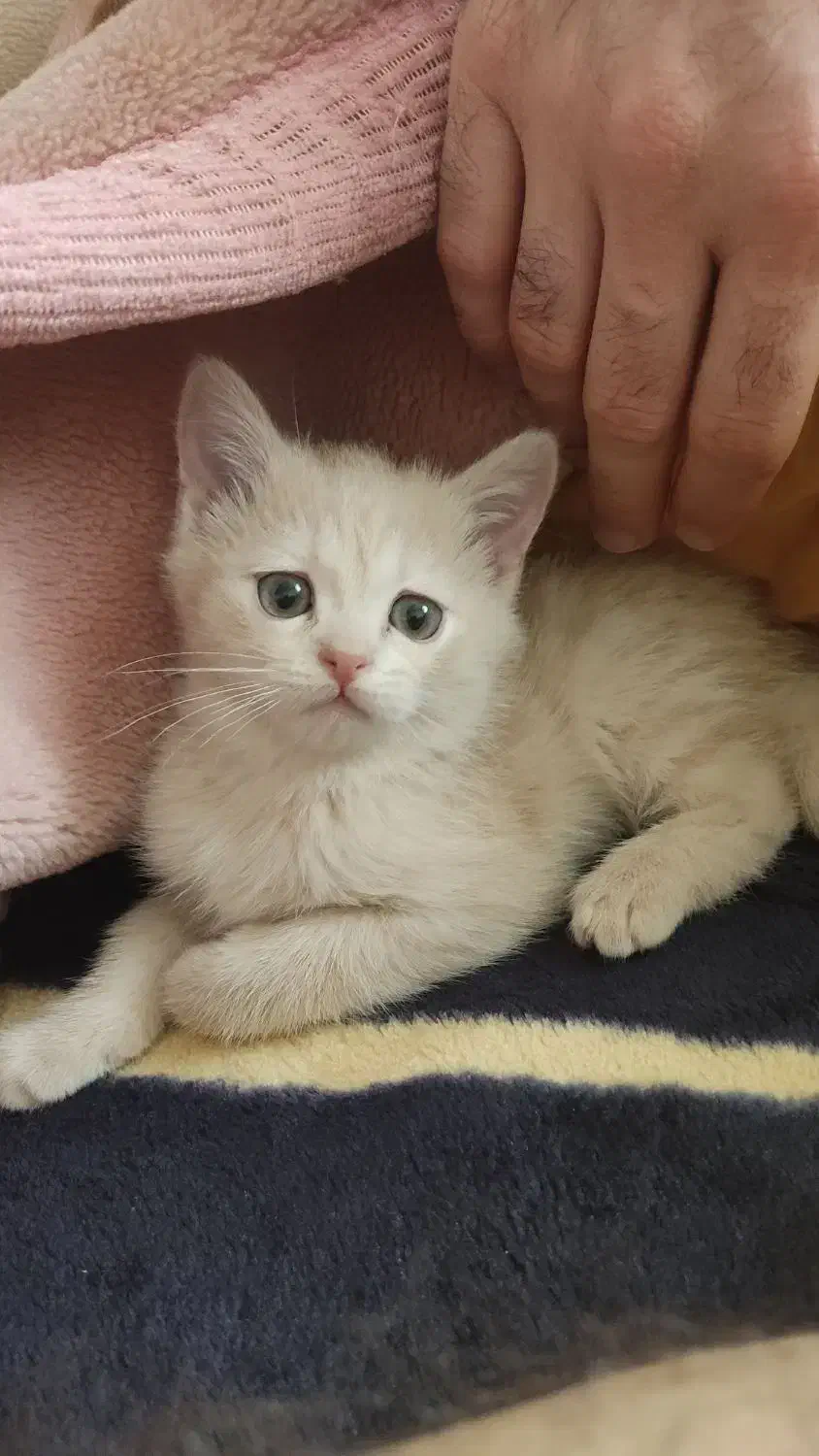 گربه بریتیش اسکاتیش|گربه|ارومیه, |دیوار