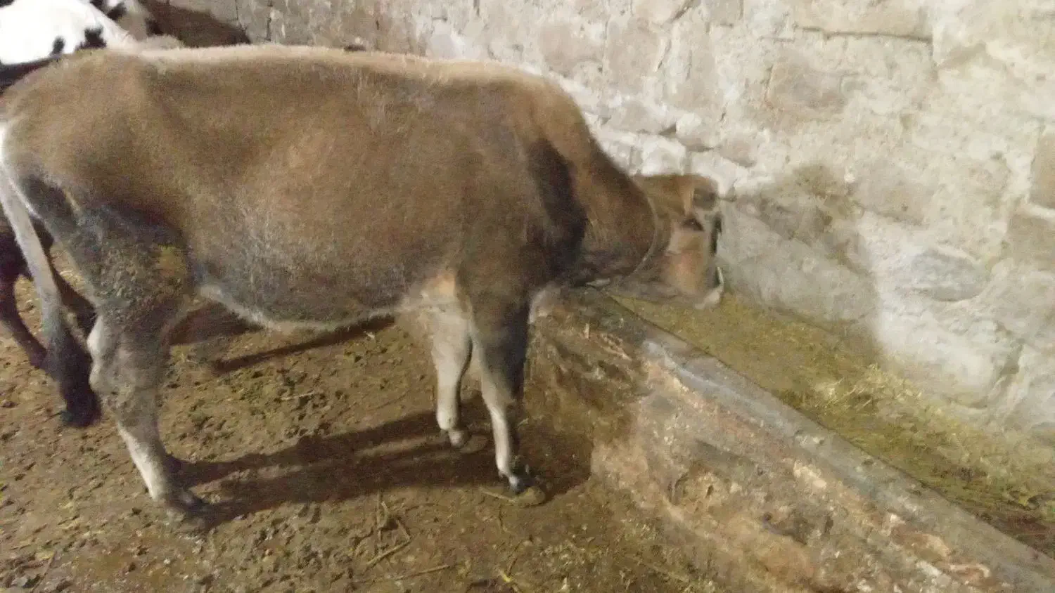 گاو نر|حیوانات مزرعه|چهاردانگه (آذربایجان), |دیوار