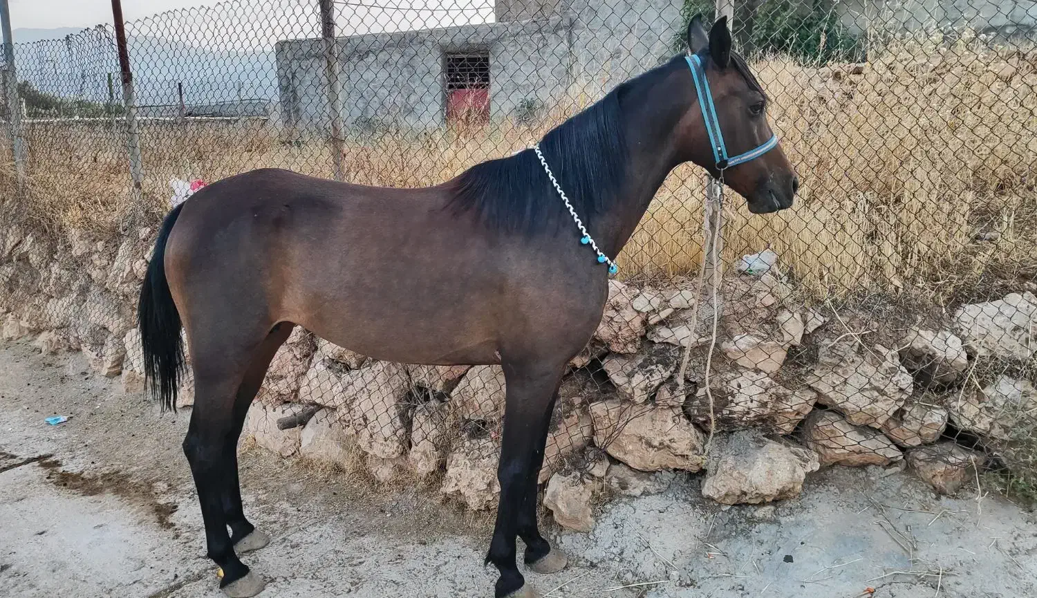 مادیان|اسب و تجهیزات اسبسواری|کارزان, |دیوار