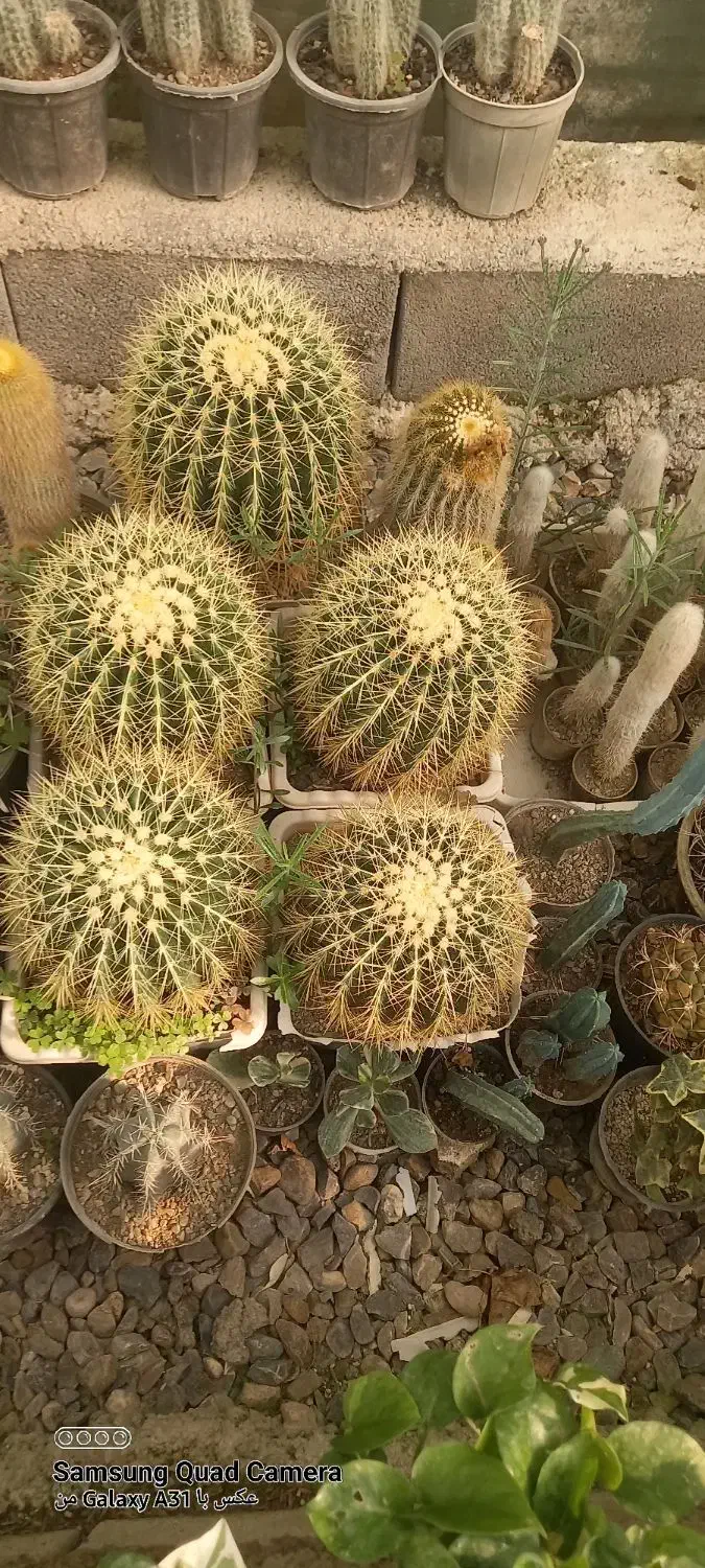 فروش ویژه کاکتوس وساکولنت|گل و گیاه طبیعی|فاضل آباد, |دیوار