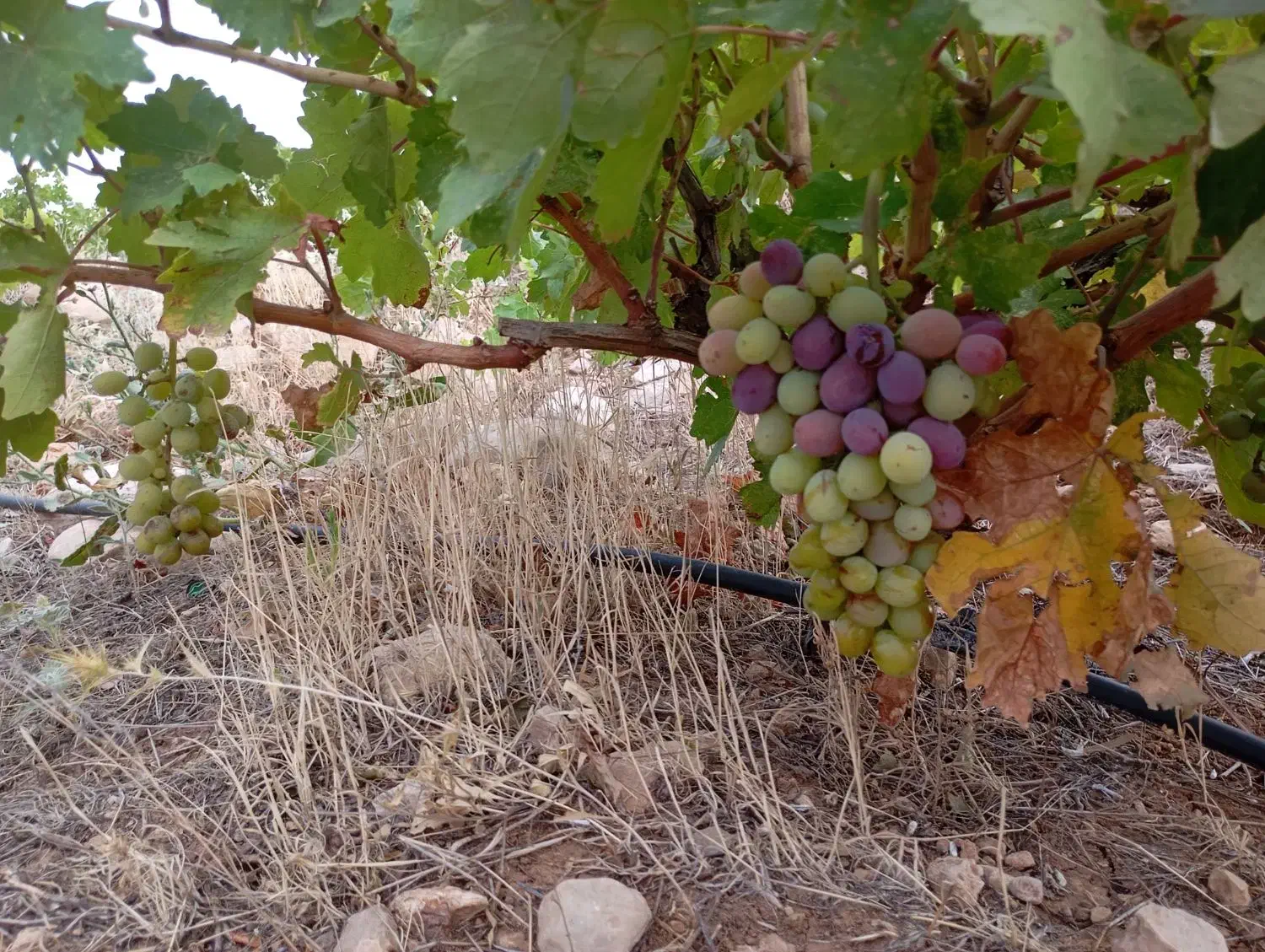 فروش باغ انگور،آبی ازگله|فروش زمین و ملک کلنگی|ازگله, |دیوار