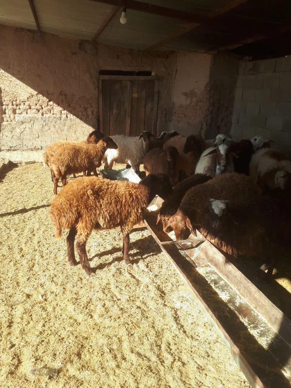 بره های ماده وزن ۲۰ تا ۴۰|حیوانات مزرعه|اسفراین, |دیوار