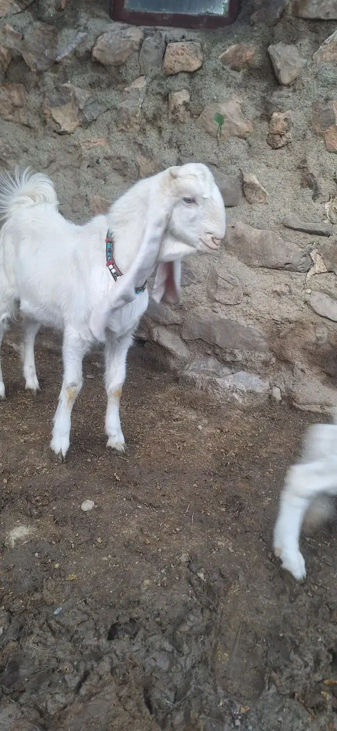 بزگلابی|حیوانات مزرعه|کرمانشاه, |دیوار