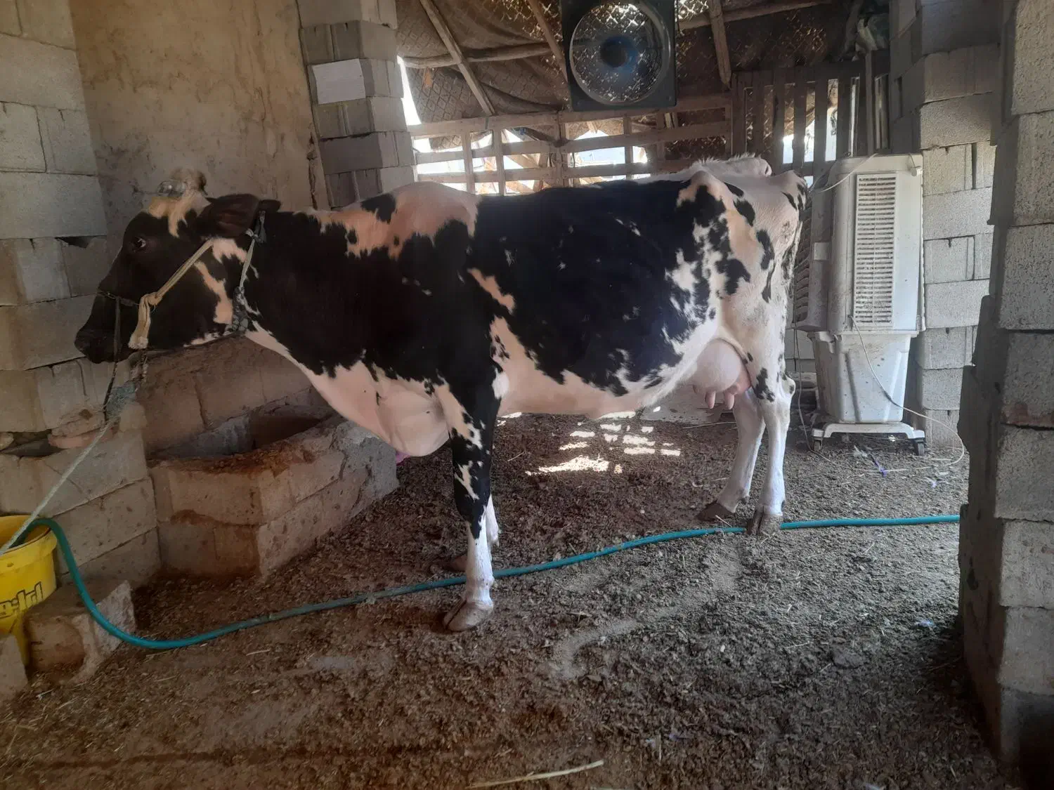 یک راس گاو ماده|حیوانات مزرعه|بندر ماهشهر, |دیوار