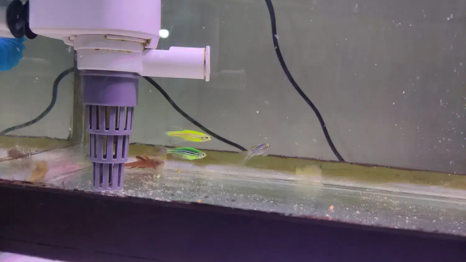 ماهی|ماهی|بومهن, |دیوار