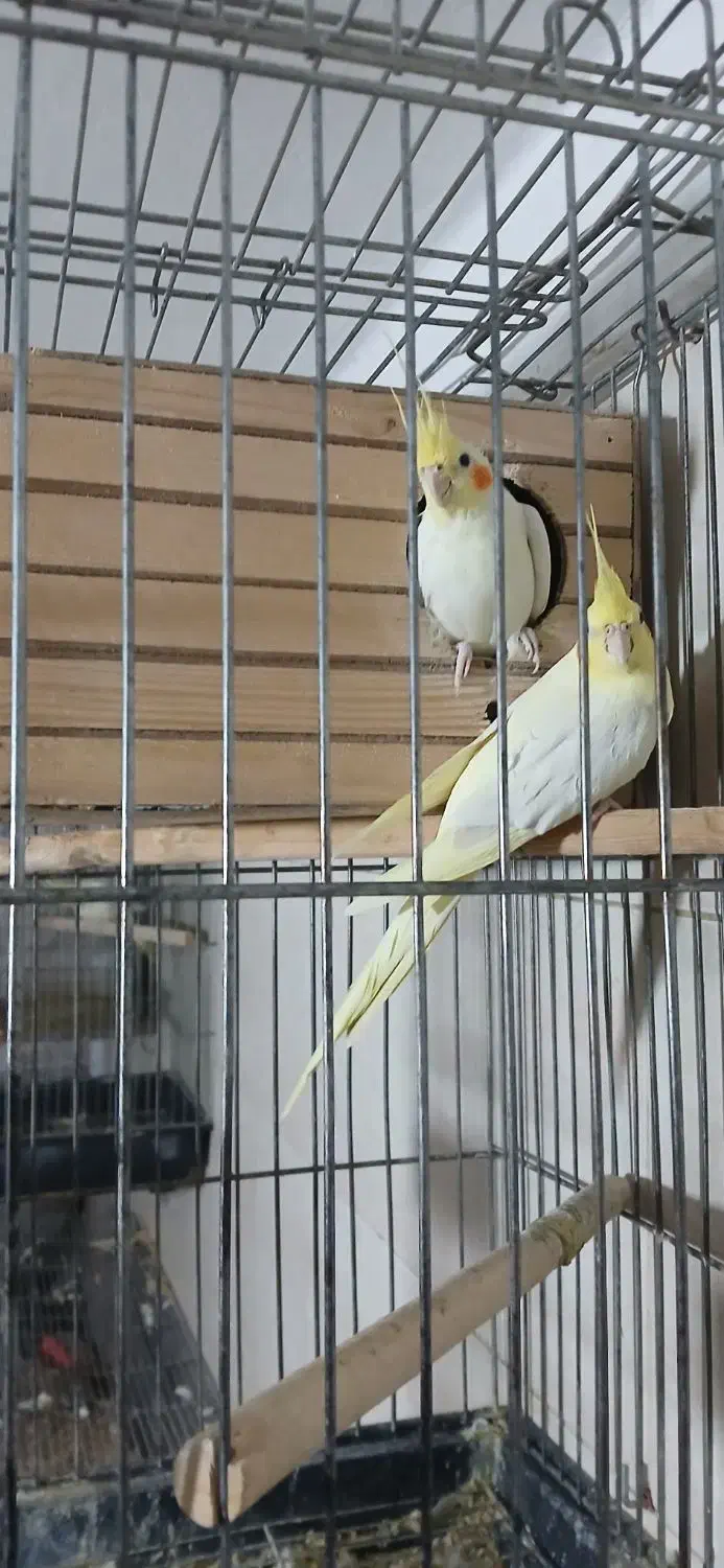 طوطی عروس مولد|پرنده|نظرآباد, رسالت|دیوار