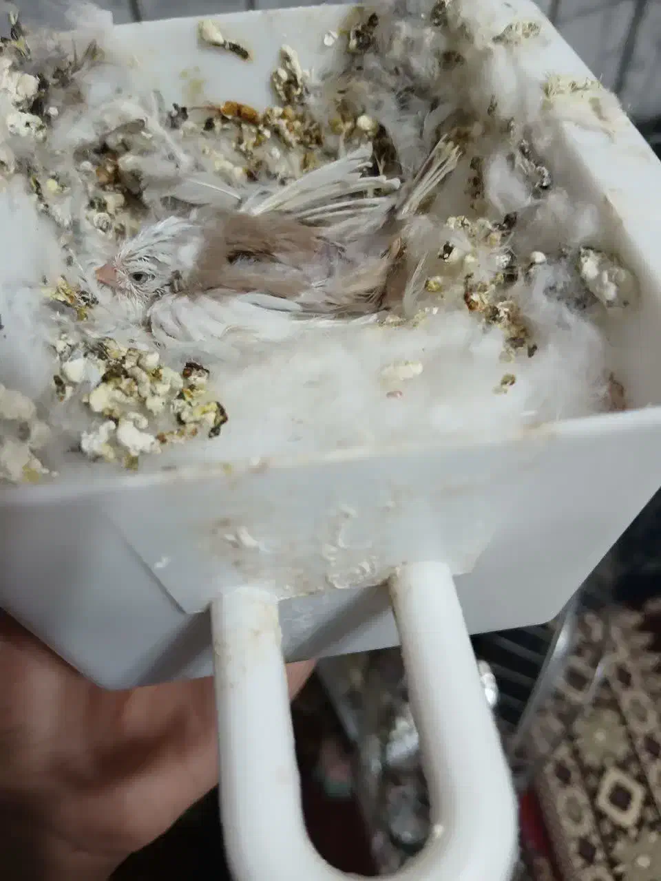 فنچ|پرنده|خمینیشهر, |دیوار