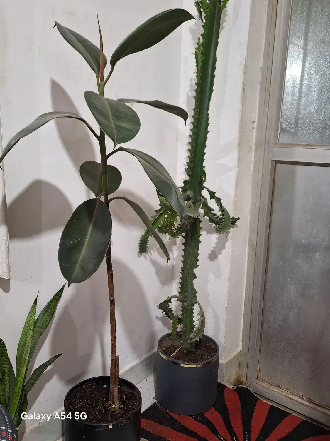 کاکتوس ۱نیم قدش فیکوس ۱ متری|گل و گیاه طبیعی|رشت, جهاد|دیوار