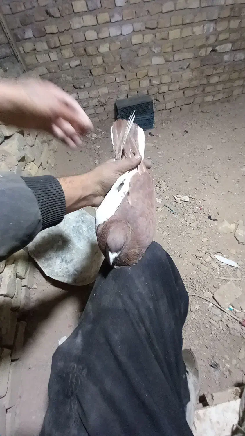 ‌کفتر رنگی چپ دم|پرنده|یزد, |دیوار