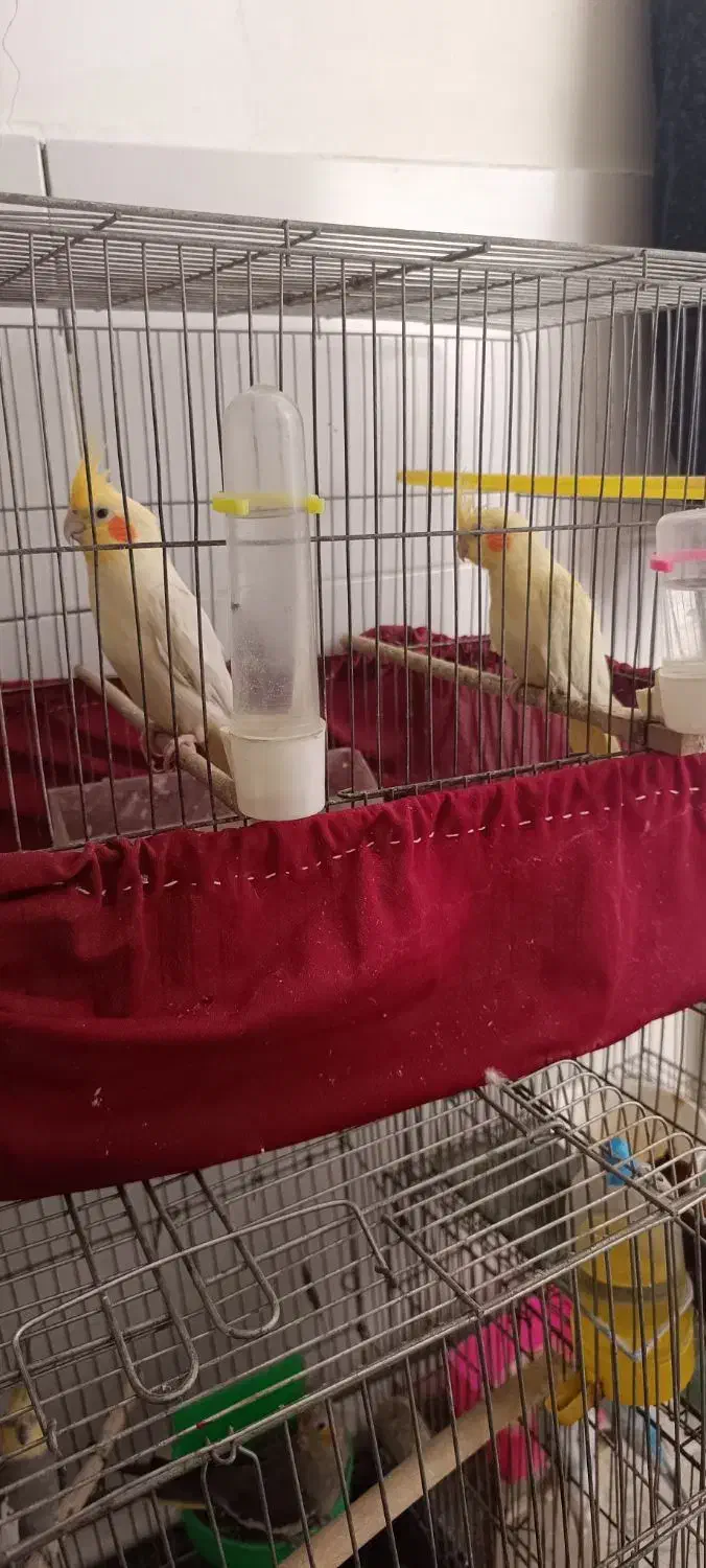 فروش فوری|پرنده|بهبهان, |دیوار