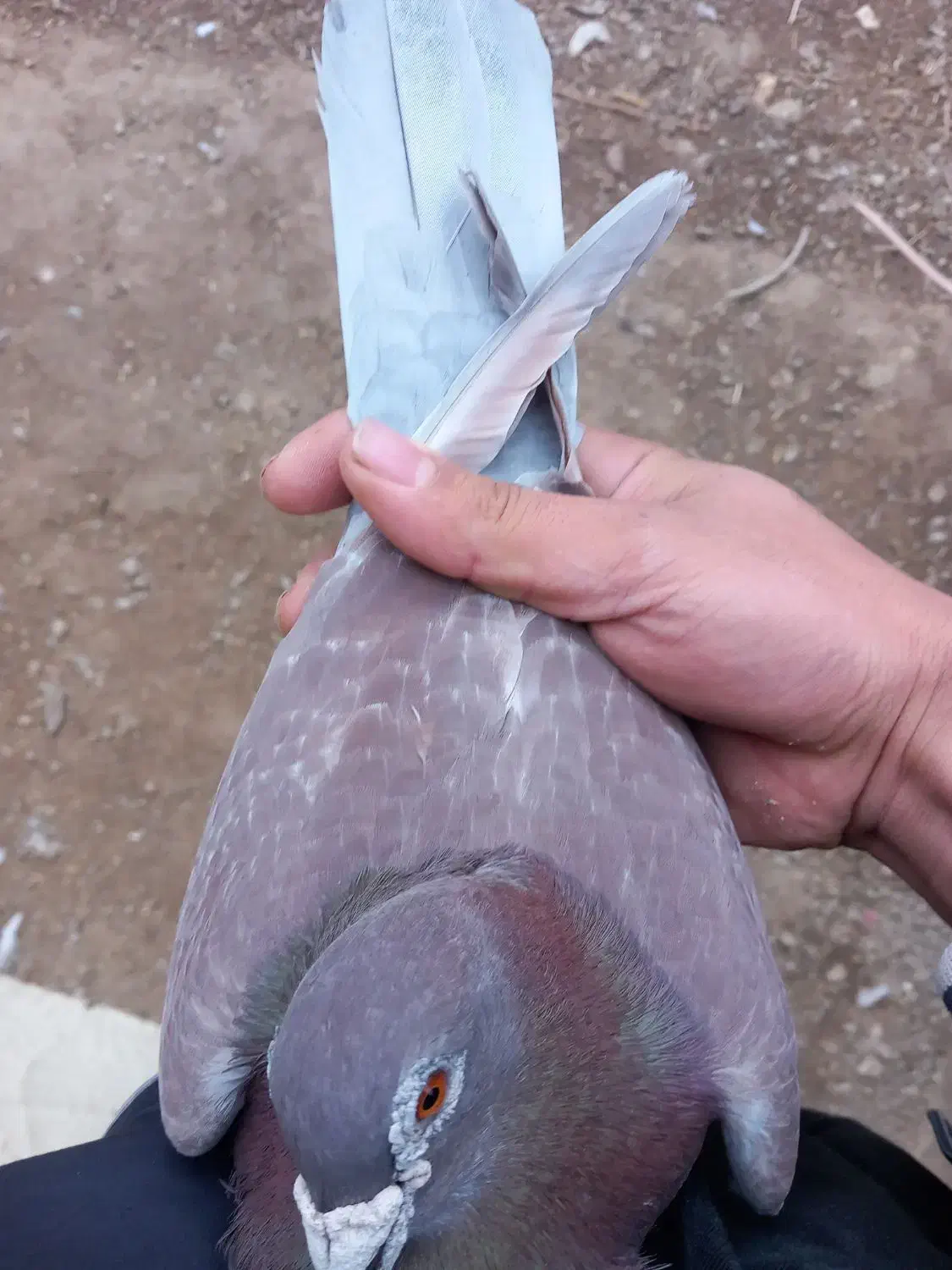 کفتر مرغ عشق فنج گلبسر  قفس عروس هلندی|پرنده|چهارباغ, |دیوار