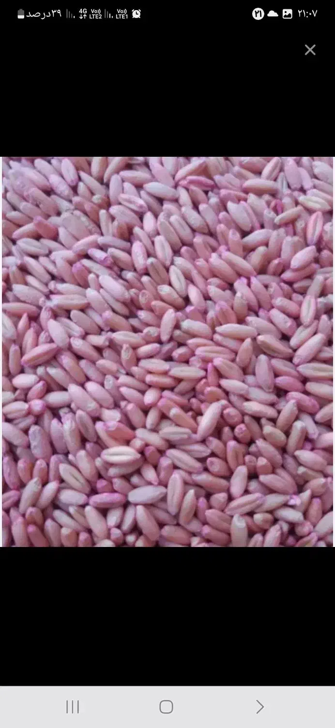 بذز گندم بوجاری شده آماده کاشت ۲۴ هزار|خدمات باغبانی و درختکاری|هشترود, |دیوار