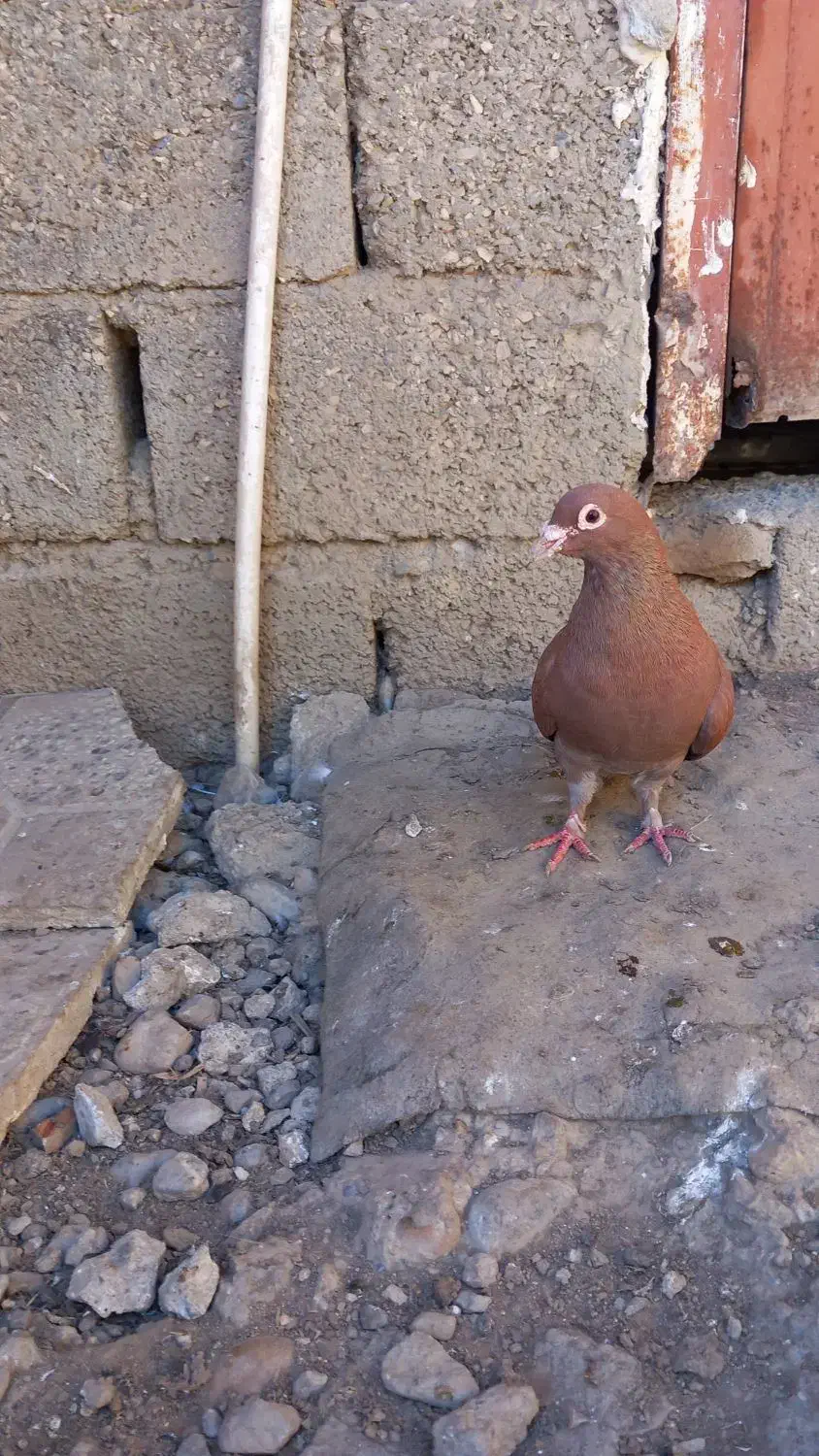 کبوتر سرخ کرمانی نر|پرنده|گنبد کاووس, |دیوار