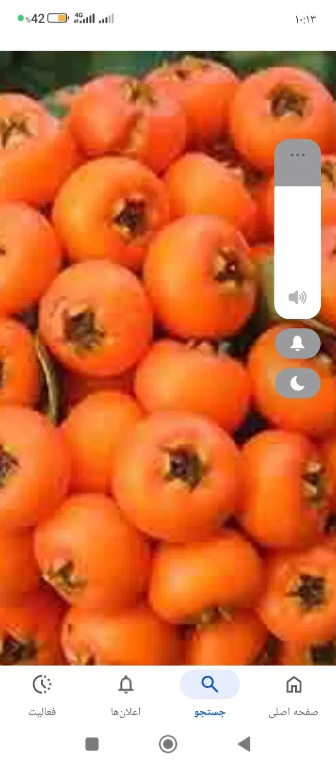 خرمالورودرخت ارگانیگ ارگانیگ|خوردنی و آشامیدنی|رشت, آب و برق|دیوار