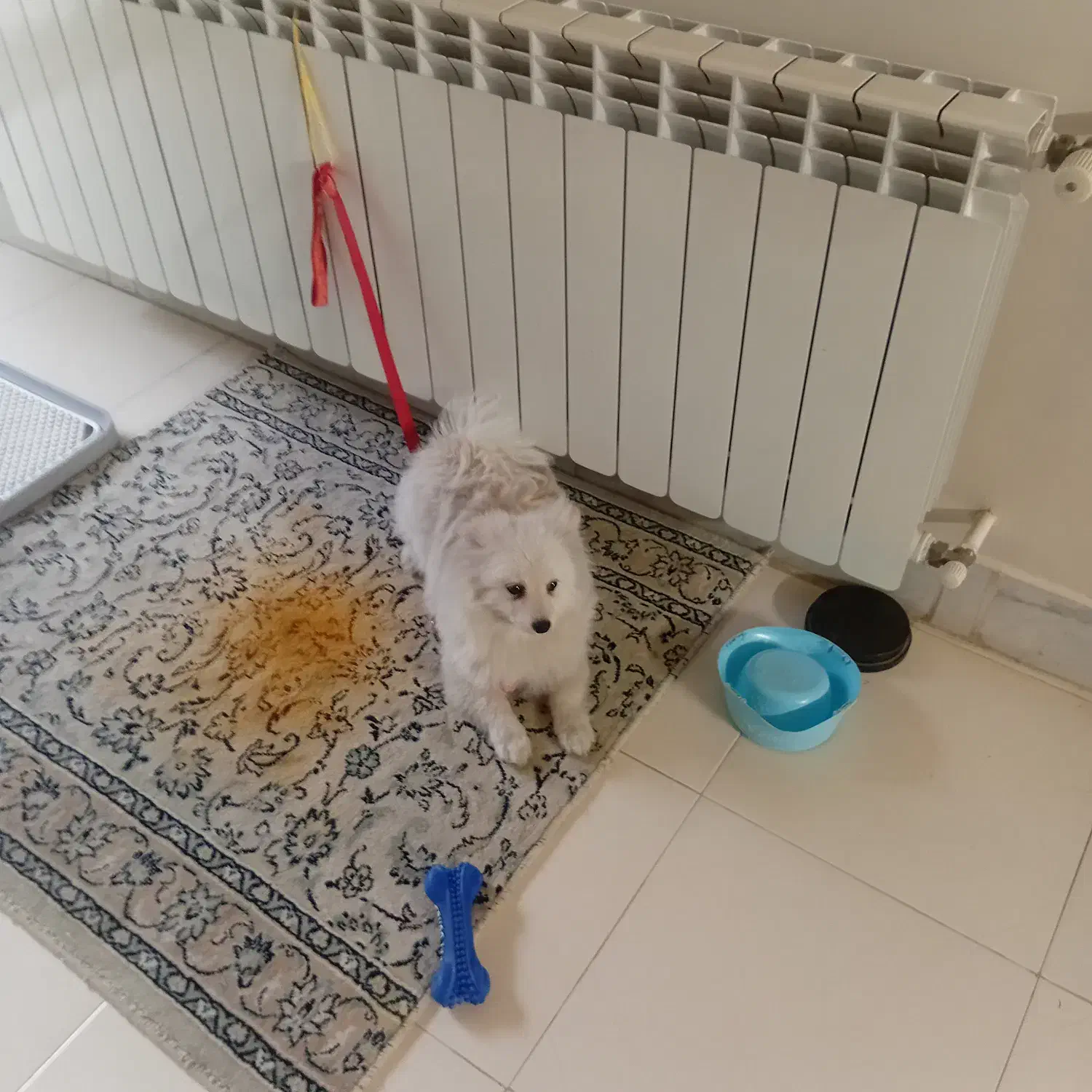 سگ پامر روباهی و میکس اشپیتزژاپنی|سگ|اصفهان, بهارستان|دیوار