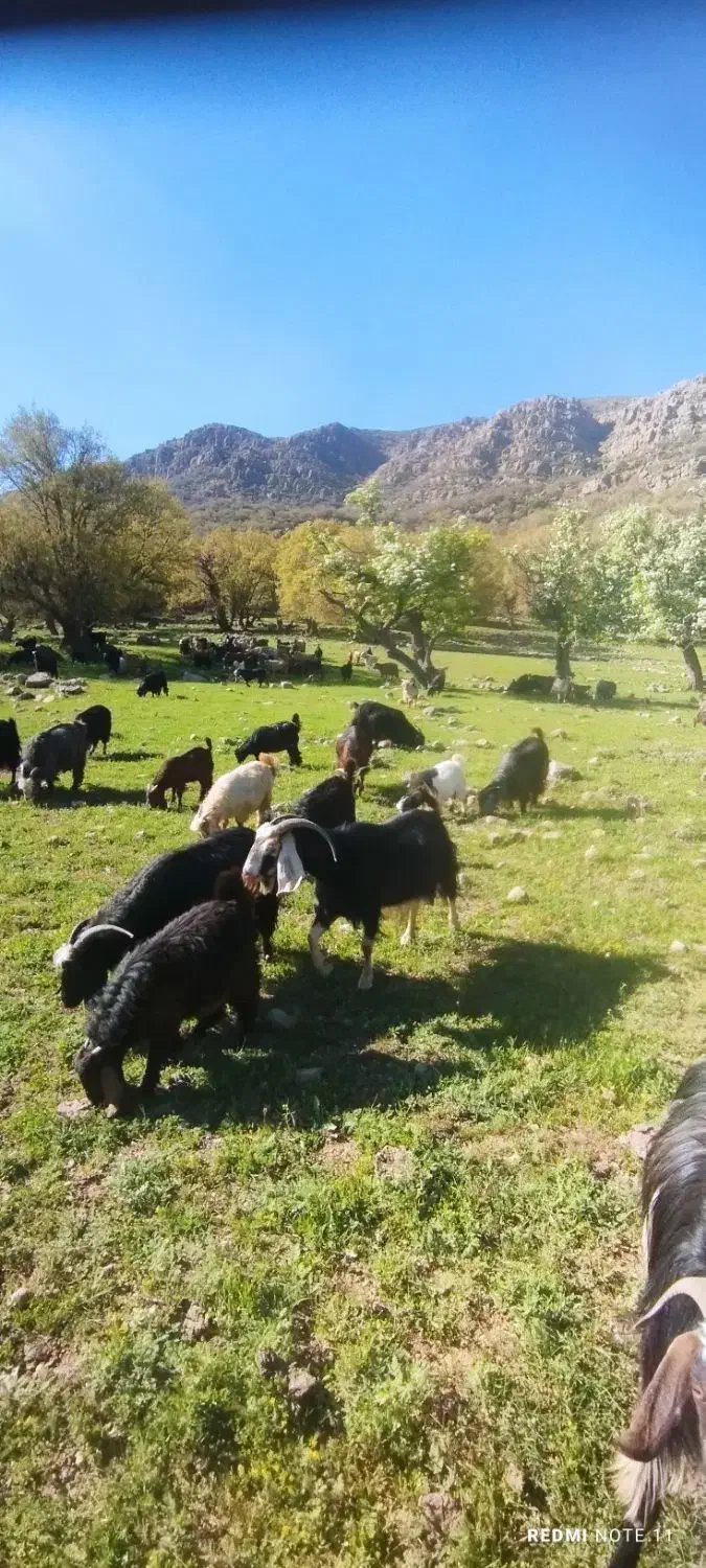 پنجاه بز چاق|حیوانات مزرعه|بیرانوند, |دیوار