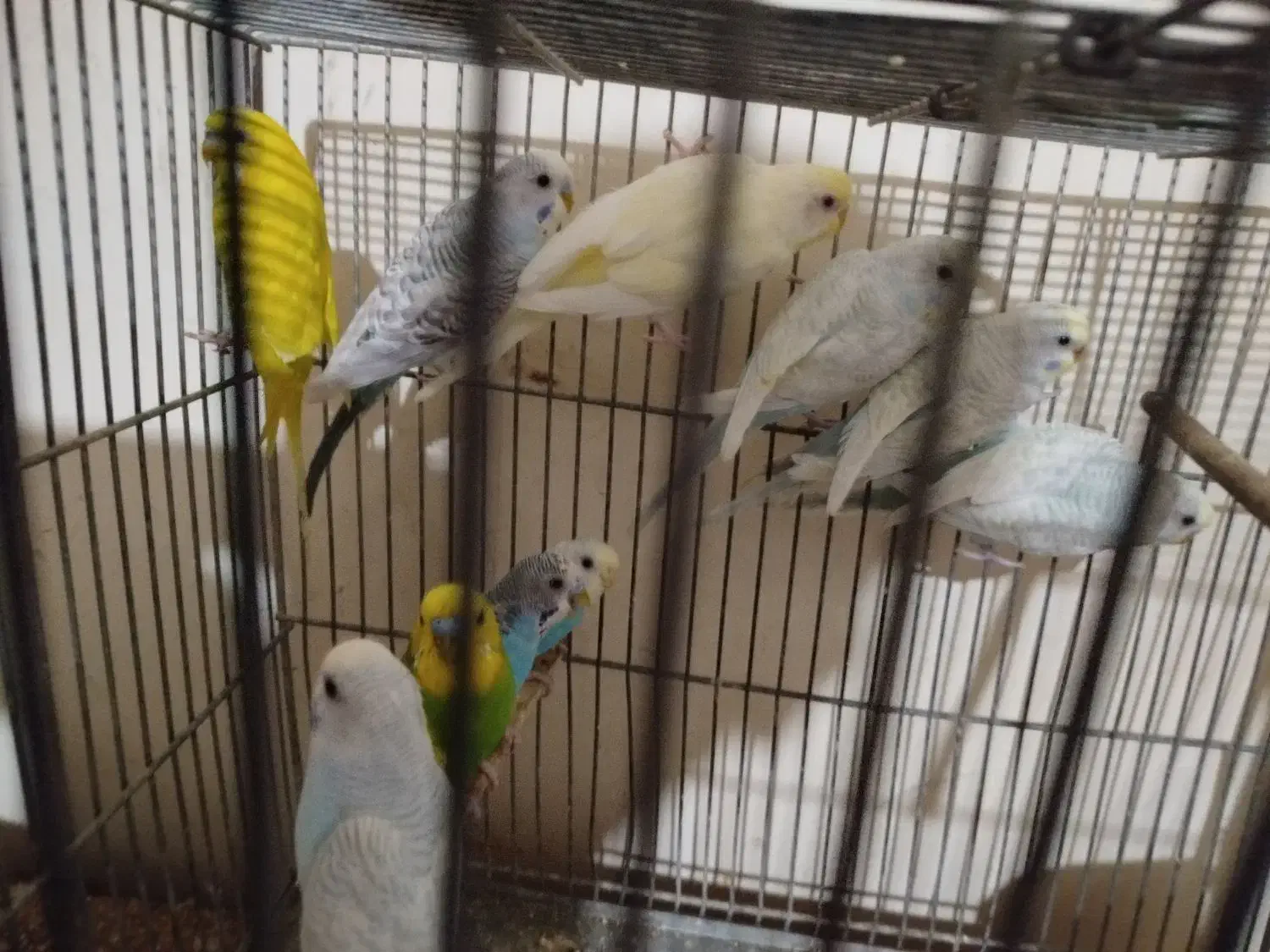 با سلام هفت عدد|پرنده|اهواز, شهرک دانشگاه|دیوار