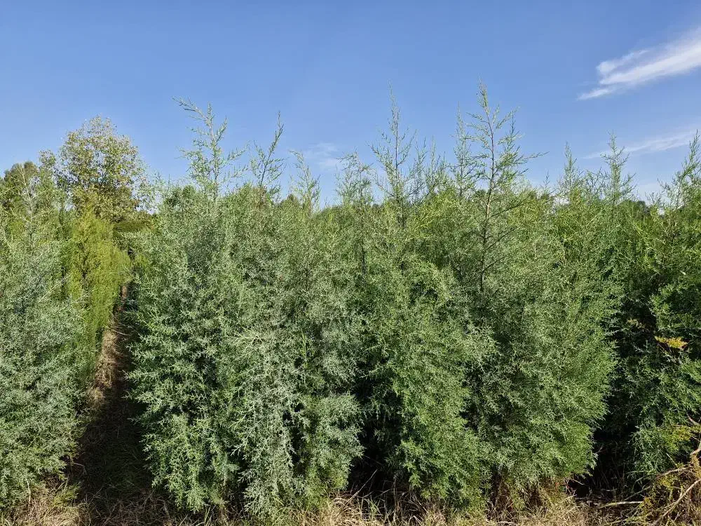 سرو نقره ای|گل و گیاه طبیعی|ساری, |دیوار