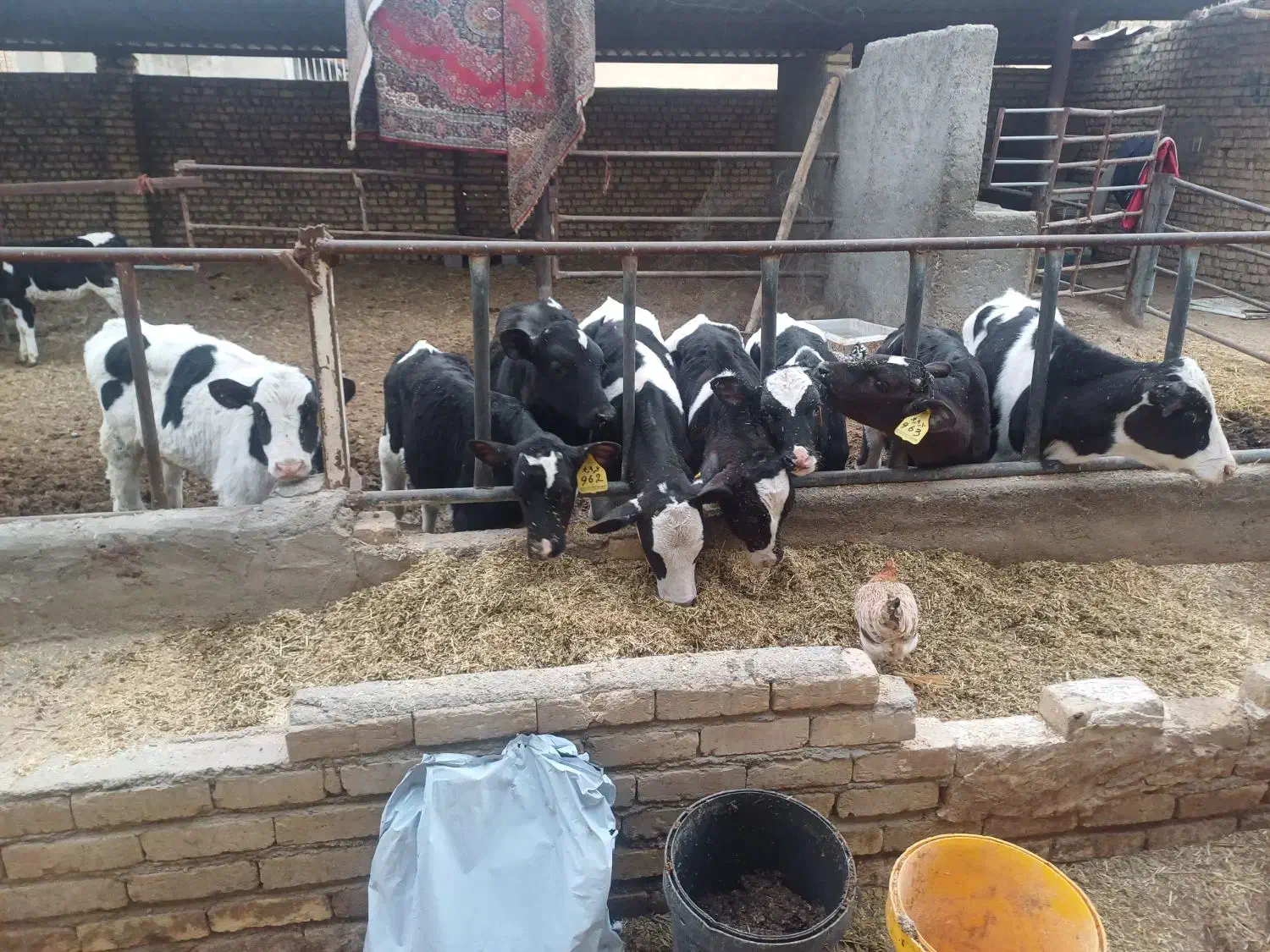 گاوگوساله تلیسه|حیوانات مزرعه|اصفهان, قهجاورستان|دیوار