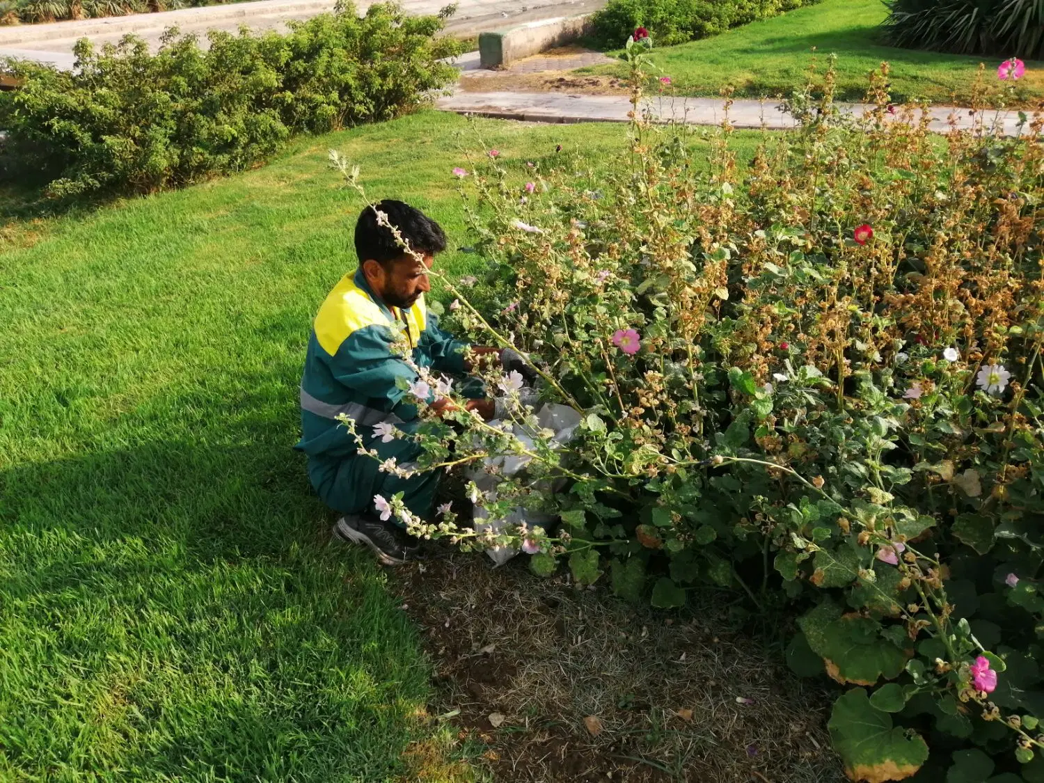 نیروی ساده فضای سبز|خدمات باغبانی و درختکاری|قم, دورشهر|دیوار