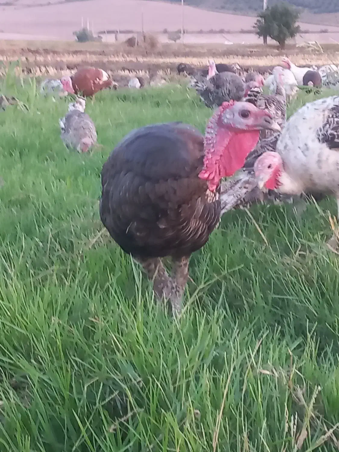 بوقلمون نر|حیوانات مزرعه|مینودشت, |دیوار