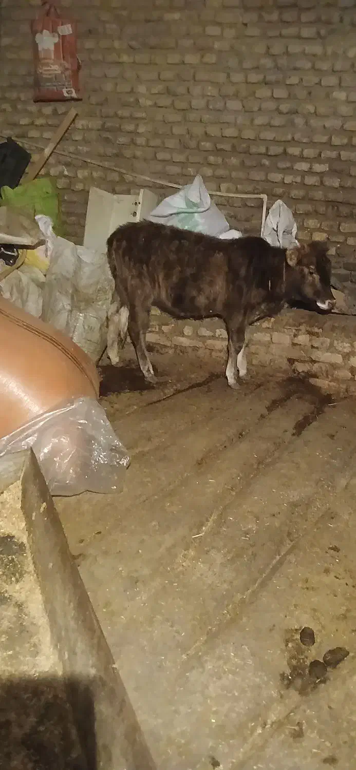 گوساله ماده|حیوانات مزرعه|خان ببین, |دیوار
