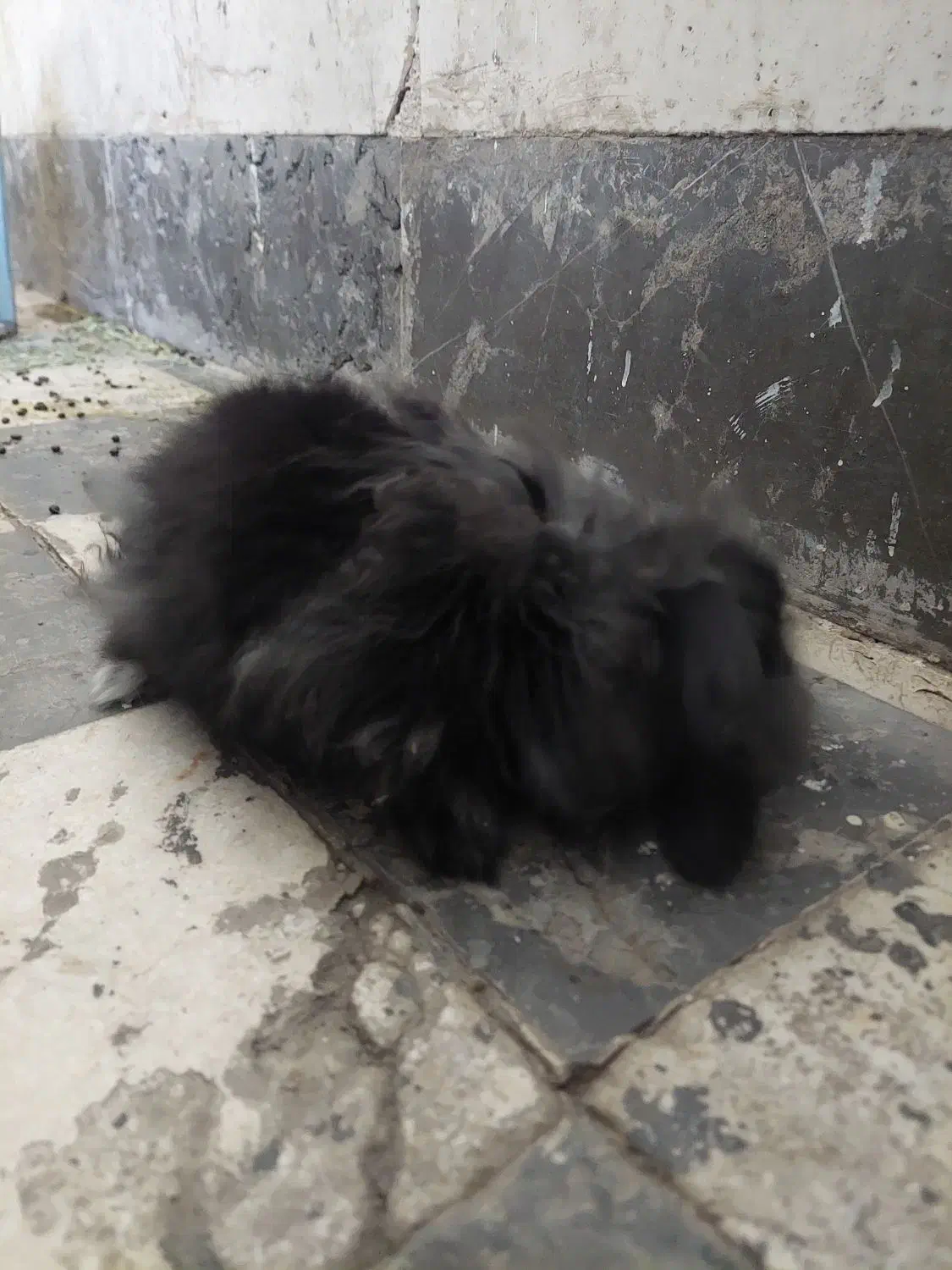 خرگوش لوپ چشم آبی اصیل|موش و خرگوش|قم, لسانی|دیوار