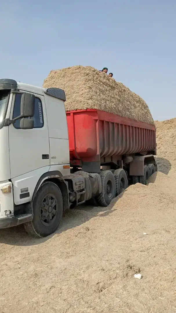 خوراک دام کاه گندم کاه نیشکر ، باگاس|حیوانات مزرعه|مبارکه, |دیوار