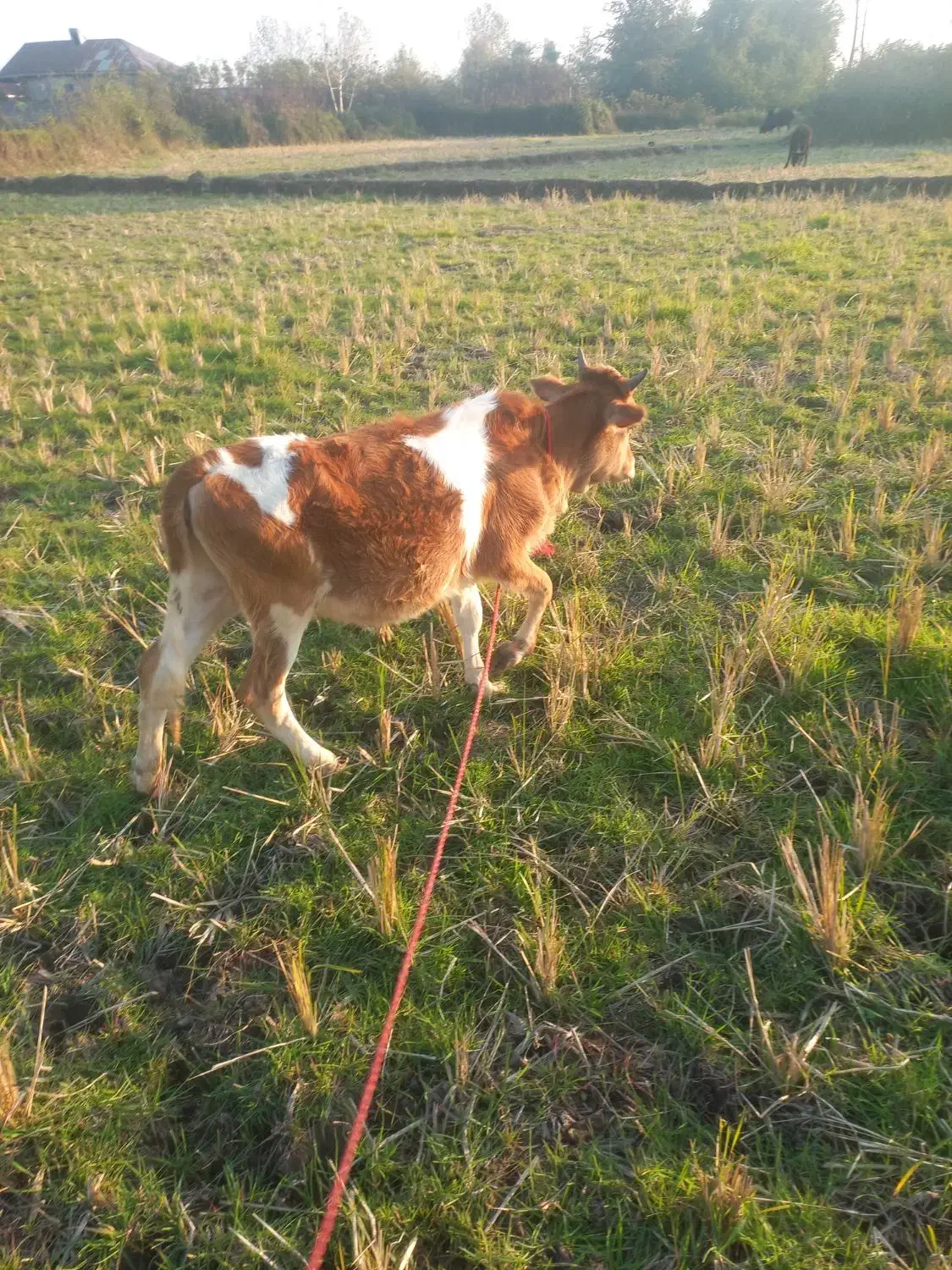 دوعدد لیشه جنس|حیوانات مزرعه|آستانه اشرفیه, |دیوار