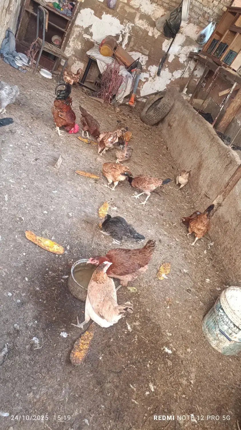 مرغ و خروس محلی و جوجه|حیوانات مزرعه|گرگان, |دیوار