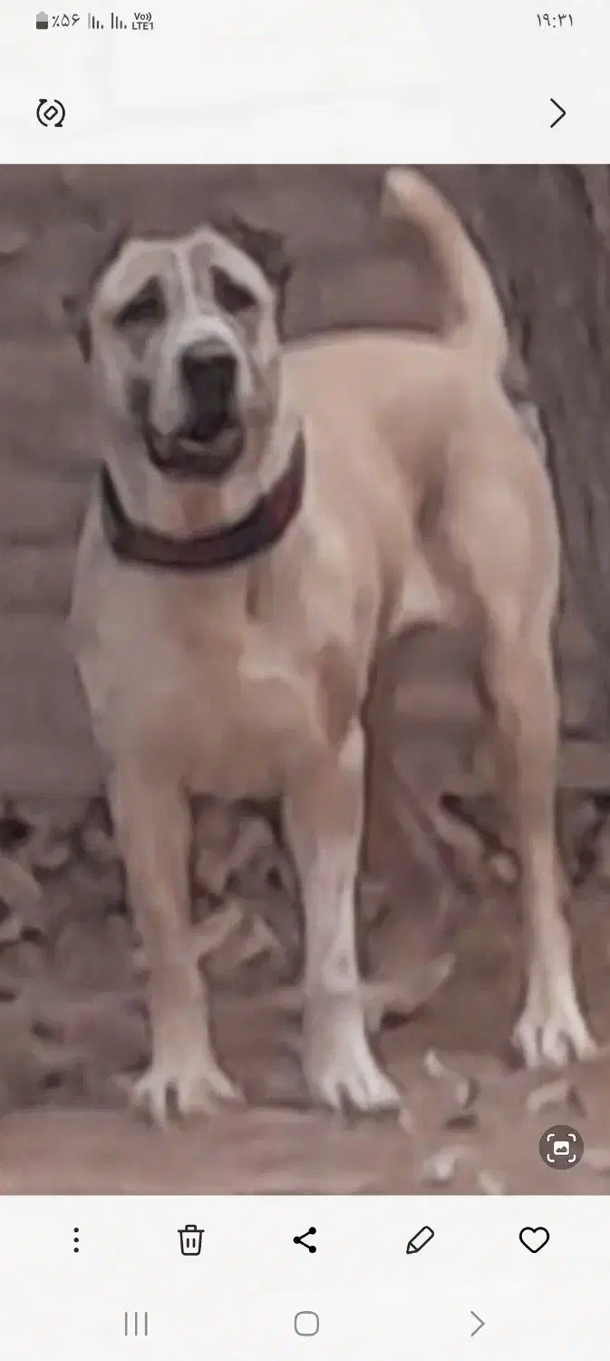 ماده خراسانی اصیل|سگ|سبزوار, قائم|دیوار