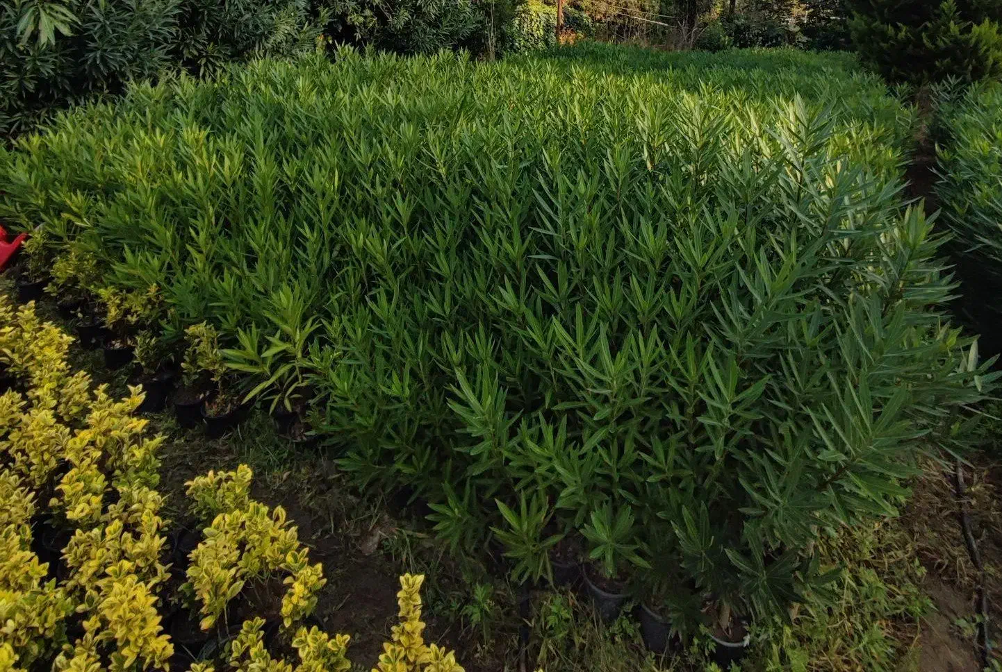 خرزهره ،میخک،مینیاتوری،شمشادطلایی،کاج|خدمات باغبانی و درختکاری|چابکسر, |دیوار