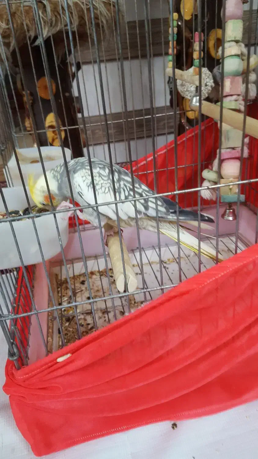 عروس هلندی ماده دستی|پرنده|دماوند, دماوند|دیوار