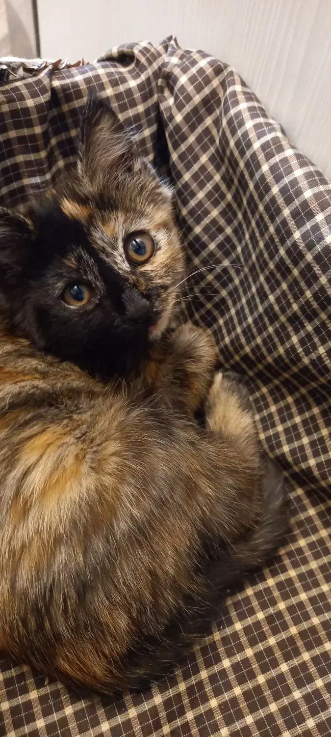 بچه گربه دوماهه|گربه|کرج, شهرک فهمیده|دیوار