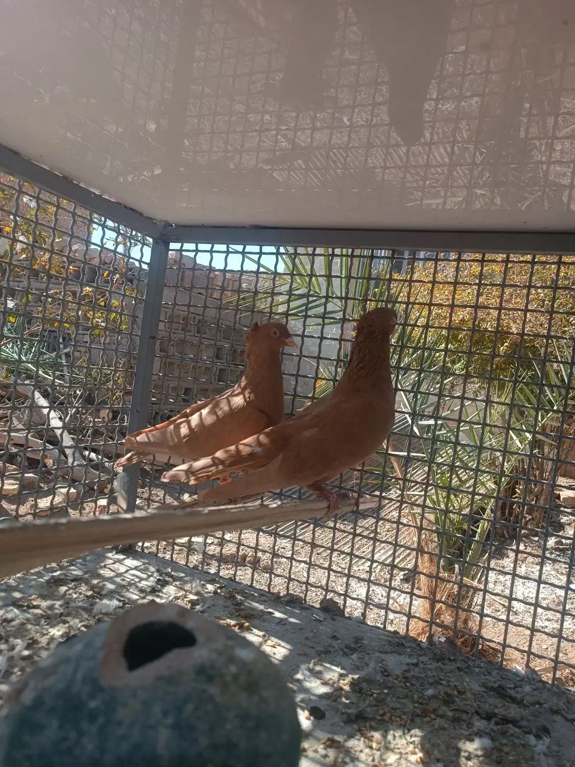 کبوتر زرد|پرنده|مروست, |دیوار