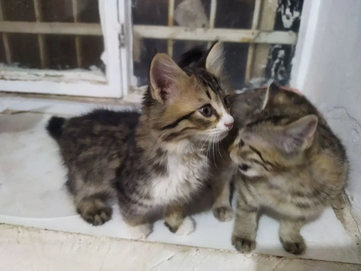 بچه گربهdhl|گربه|بیرجند, |دیوار