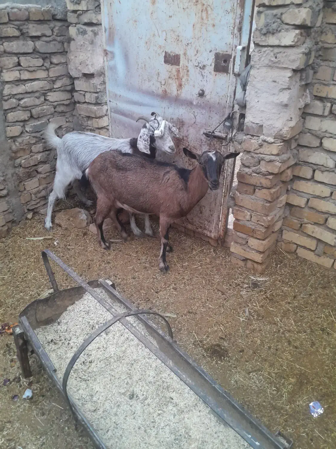 سه راس بز زارچ|حیوانات مزرعه|زارچ, |دیوار