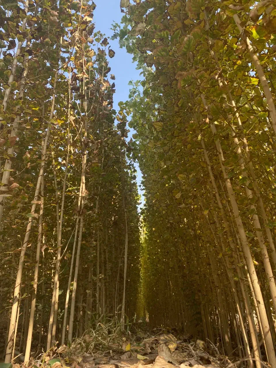 ارئه نهال صنوبر|خدمات باغبانی و درختکاری|تهران, شهرآرا|دیوار