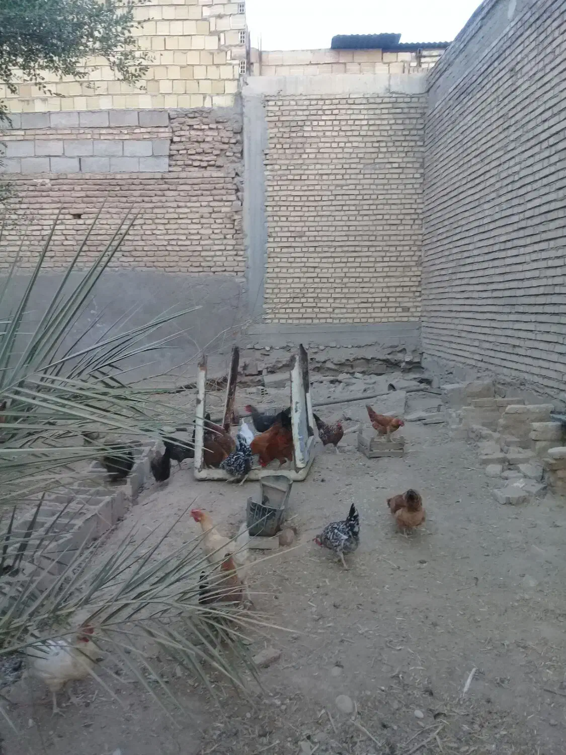 مرغ و خروس|حیوانات مزرعه|گتوند, |دیوار