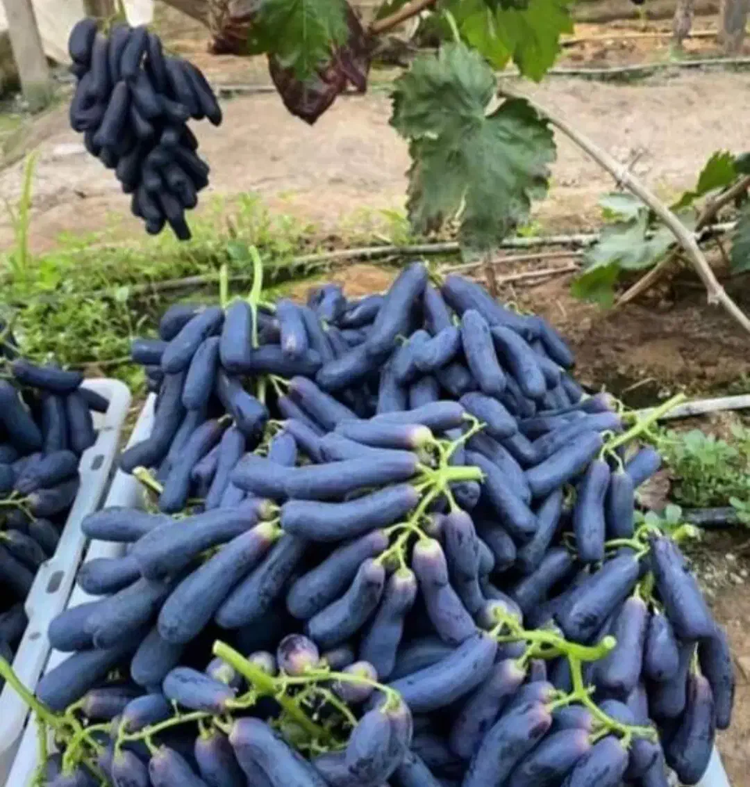 نهال انگور موندارپ اصالت دار امکان پرداخت در محل|خدمات باغبانی و درختکاری|کرمانشاه, |دیوار