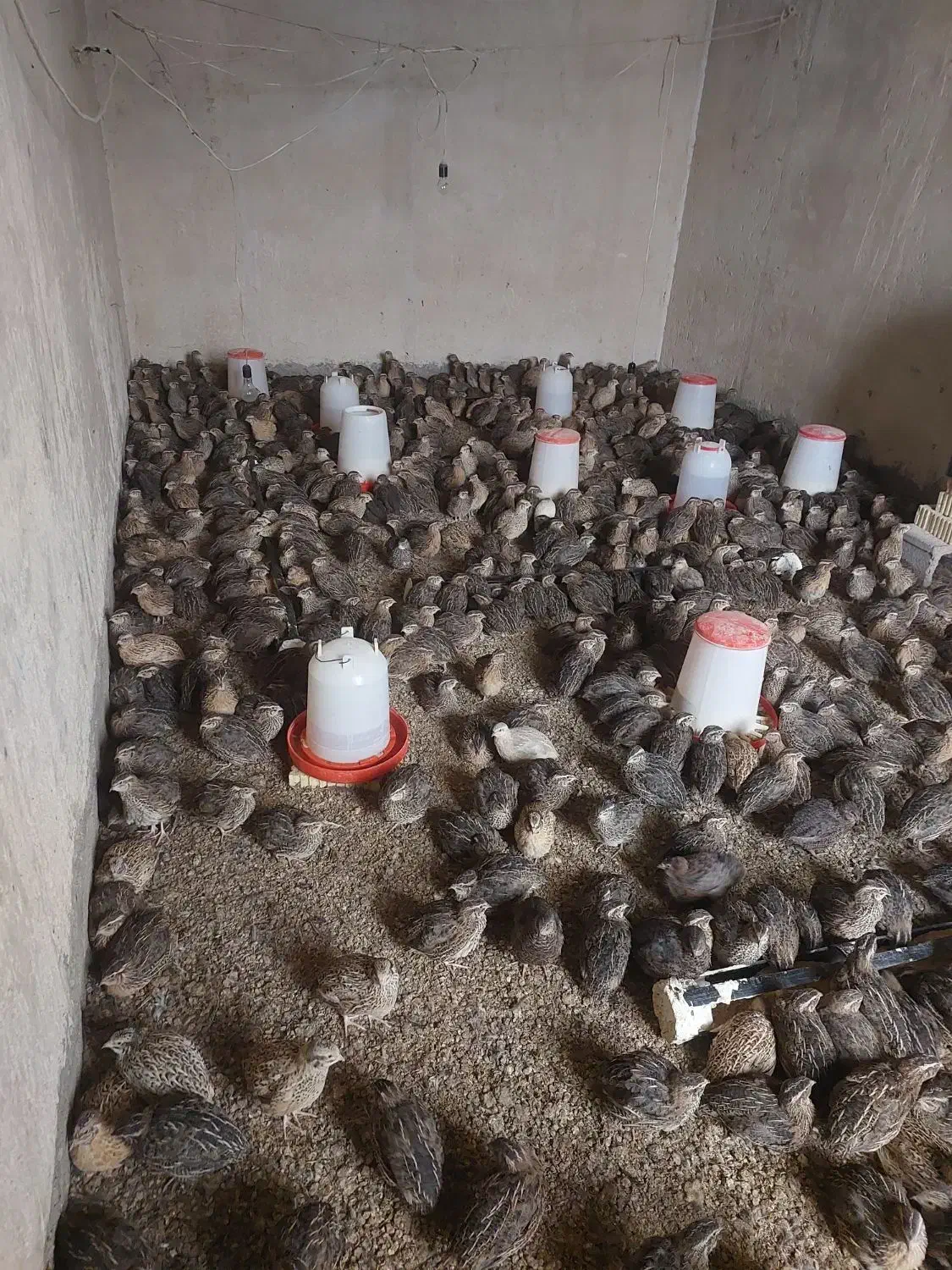 بلدرچین گوشتی و تخم گذار|حیوانات مزرعه|دهدشت, |دیوار