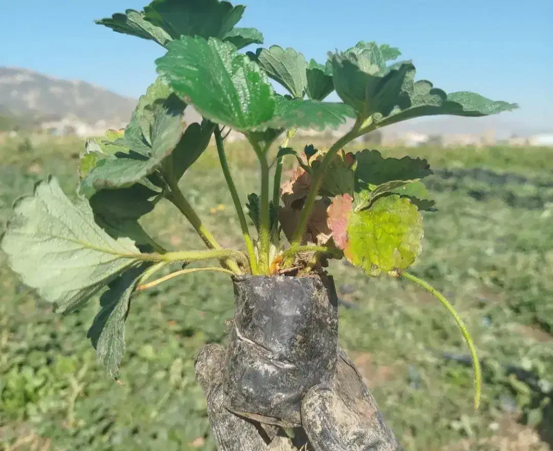 نشانهال توت فرنگی کردستان|خدمات باغبانی و درختکاری|نورآباد ممسنی, |دیوار