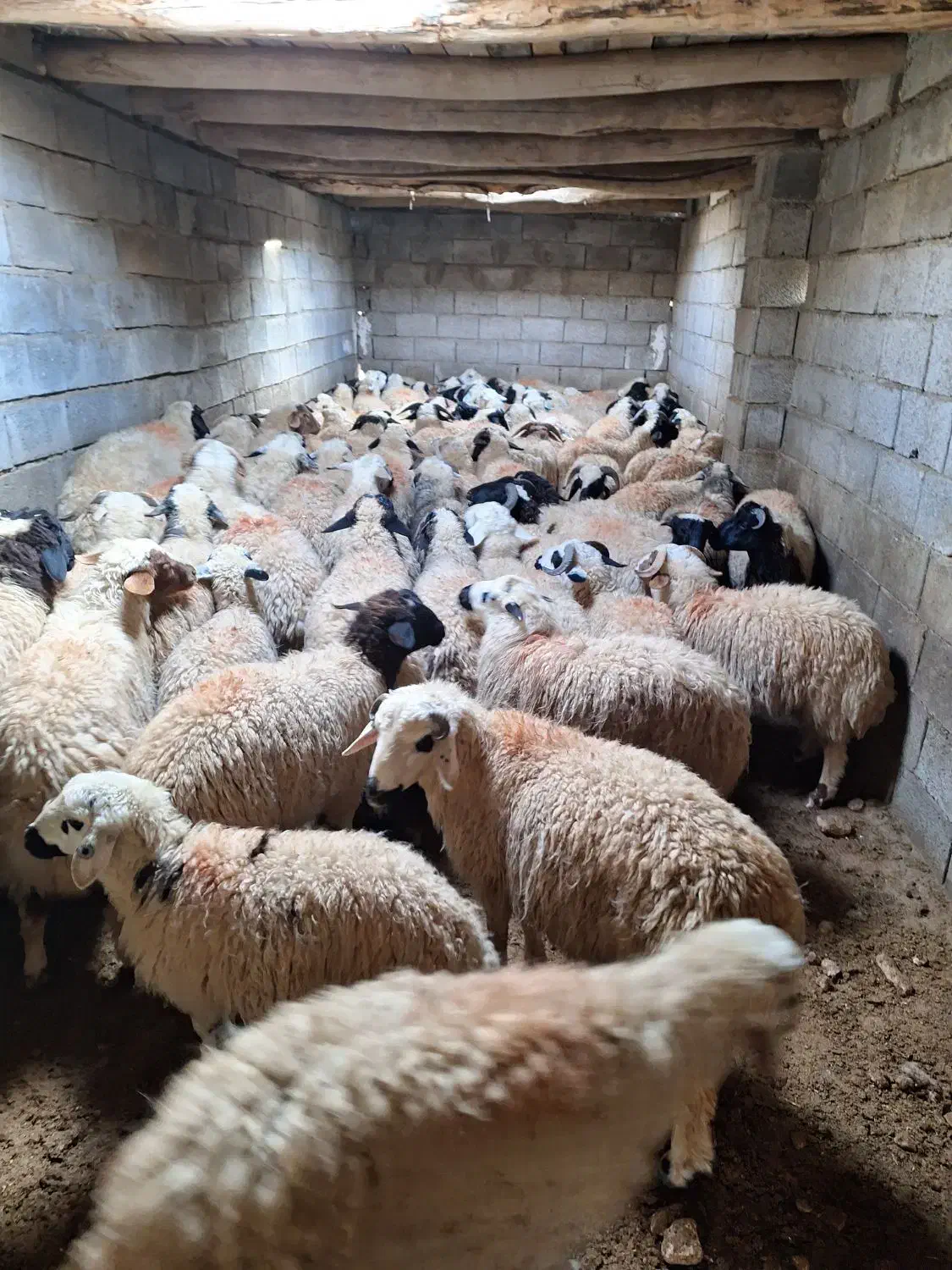 بره گوسفند بومی چاق درجه یک|حیوانات مزرعه|شاهینشهر, گرگاب|دیوار