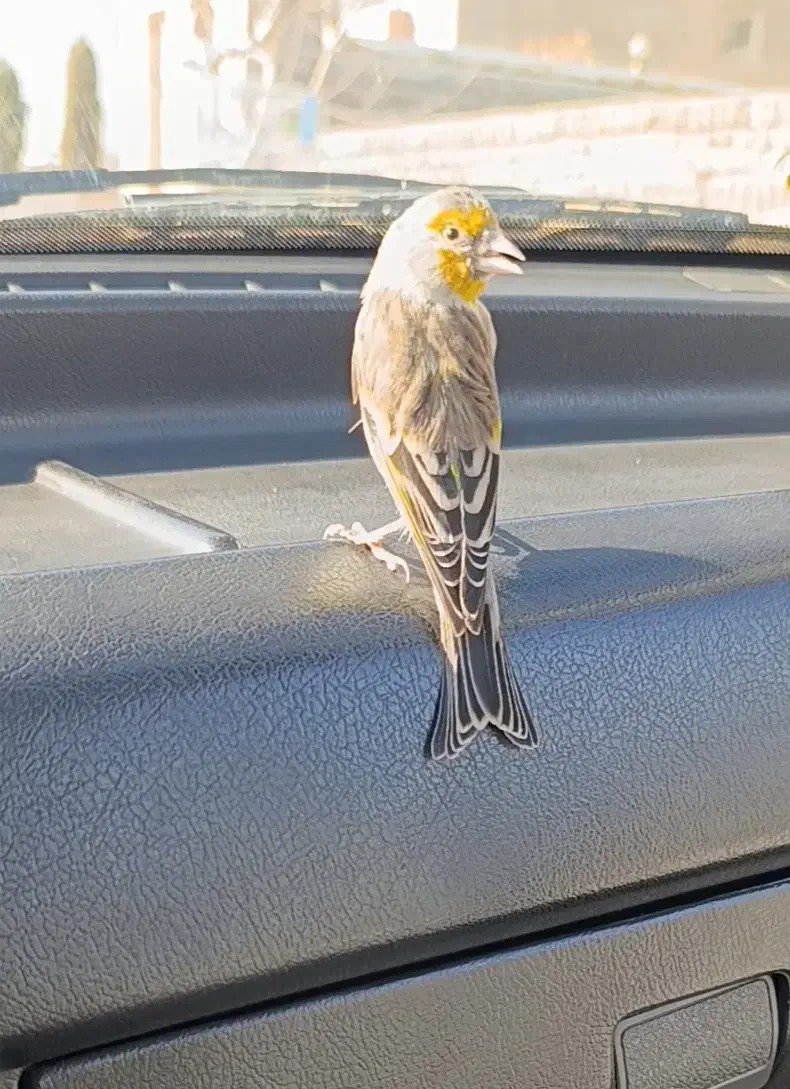 سهره قناری دستی|پرنده|فردیس, شهرک ناز|دیوار