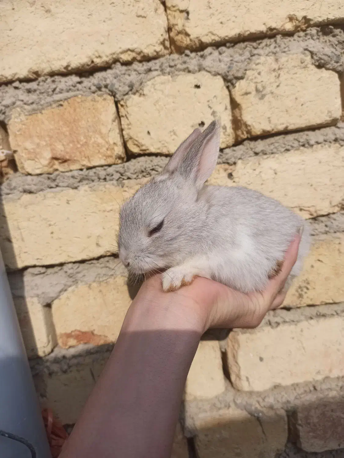 خرگوش|موش و خرگوش|ارومیه, |دیوار