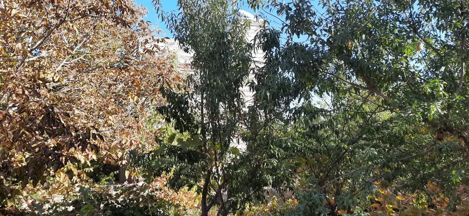 ا شراکت در بهره برداری باغ در بناب|استخدام مالی، حسابداری، حقوقی|بناب, |دیوار