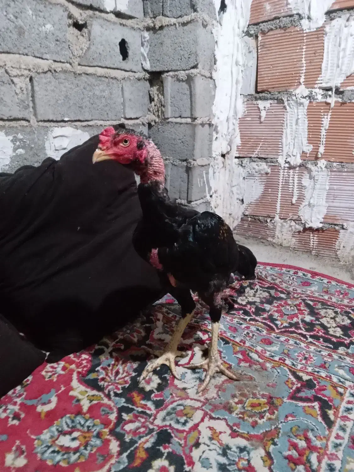 خروس لاری درجه یک و عالی جنس ناب|حیوانات مزرعه|طبقده, |دیوار